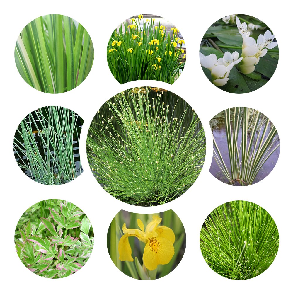 Winter interest pond plant collection