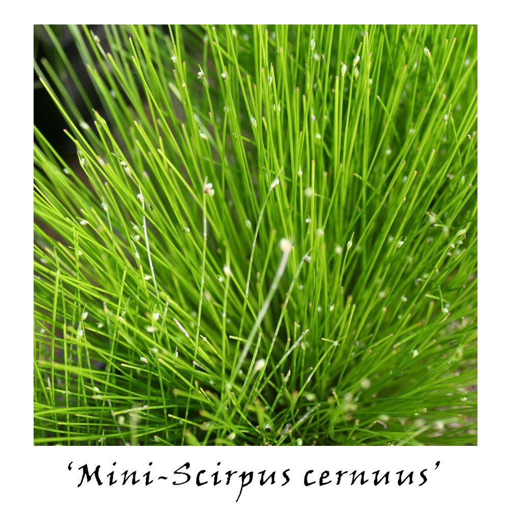 Winter interest pond plant collection