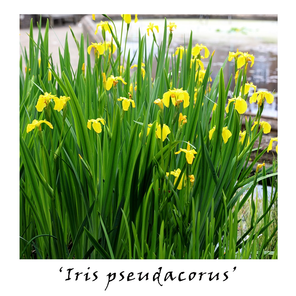 Winter interest pond plant collection