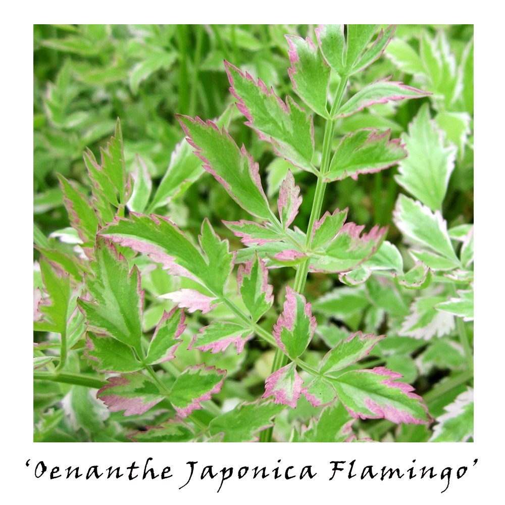 Winter interest pond plant collection