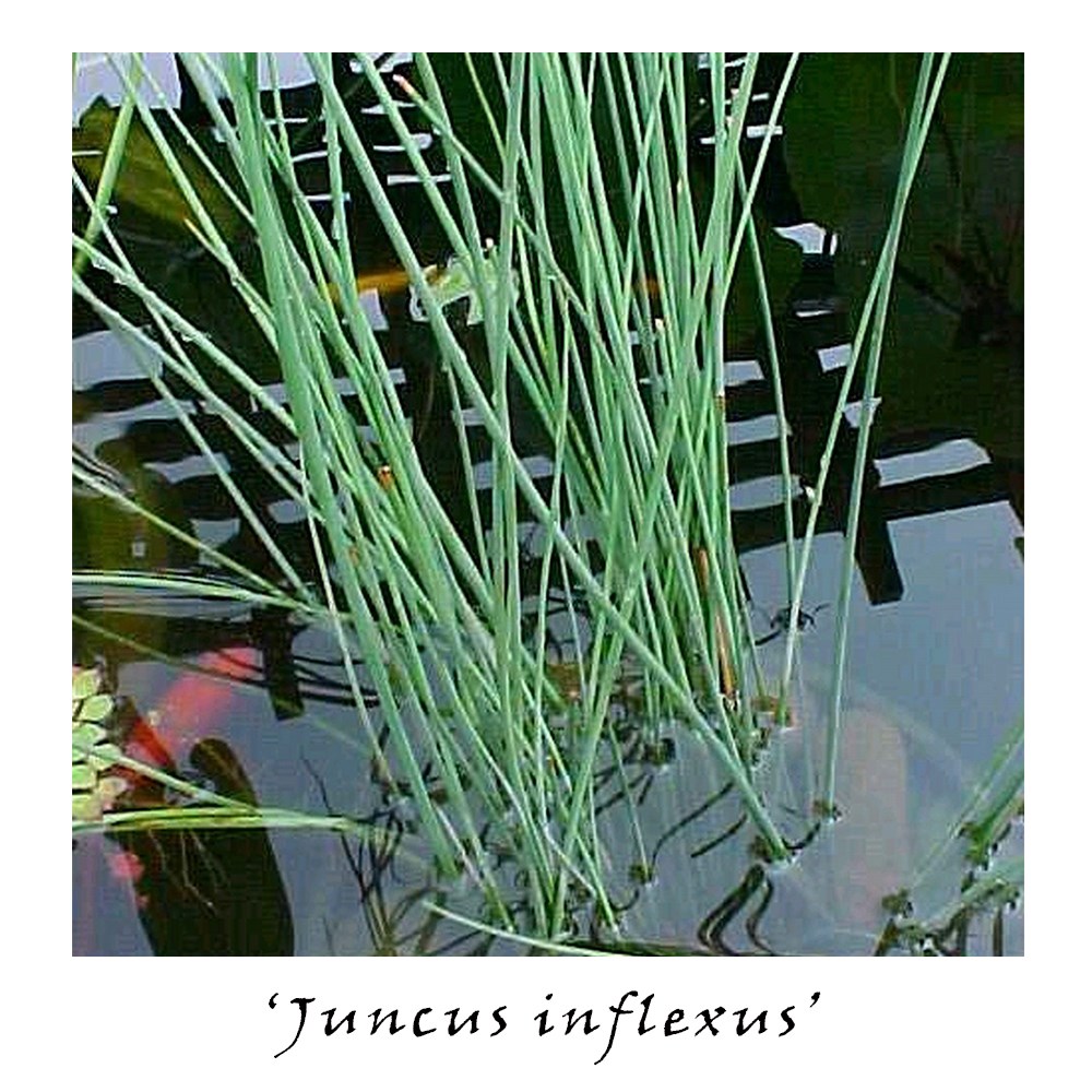 Winter interest pond plant collection