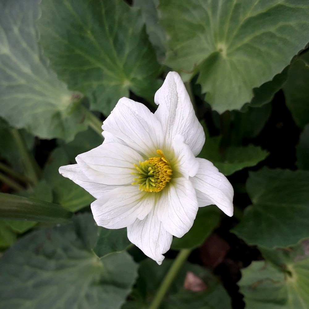 <i>Caltha leptosepala</i> 