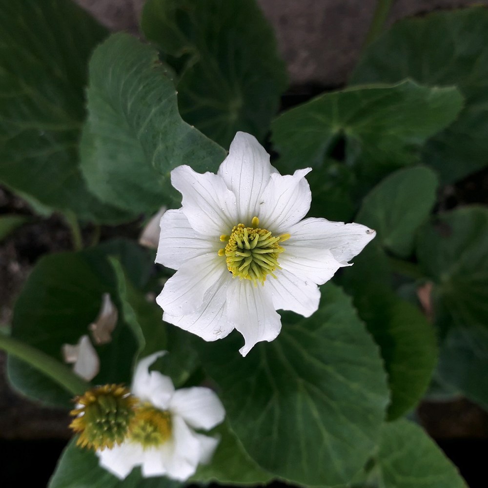 <i>Caltha leptosepala</i> 
