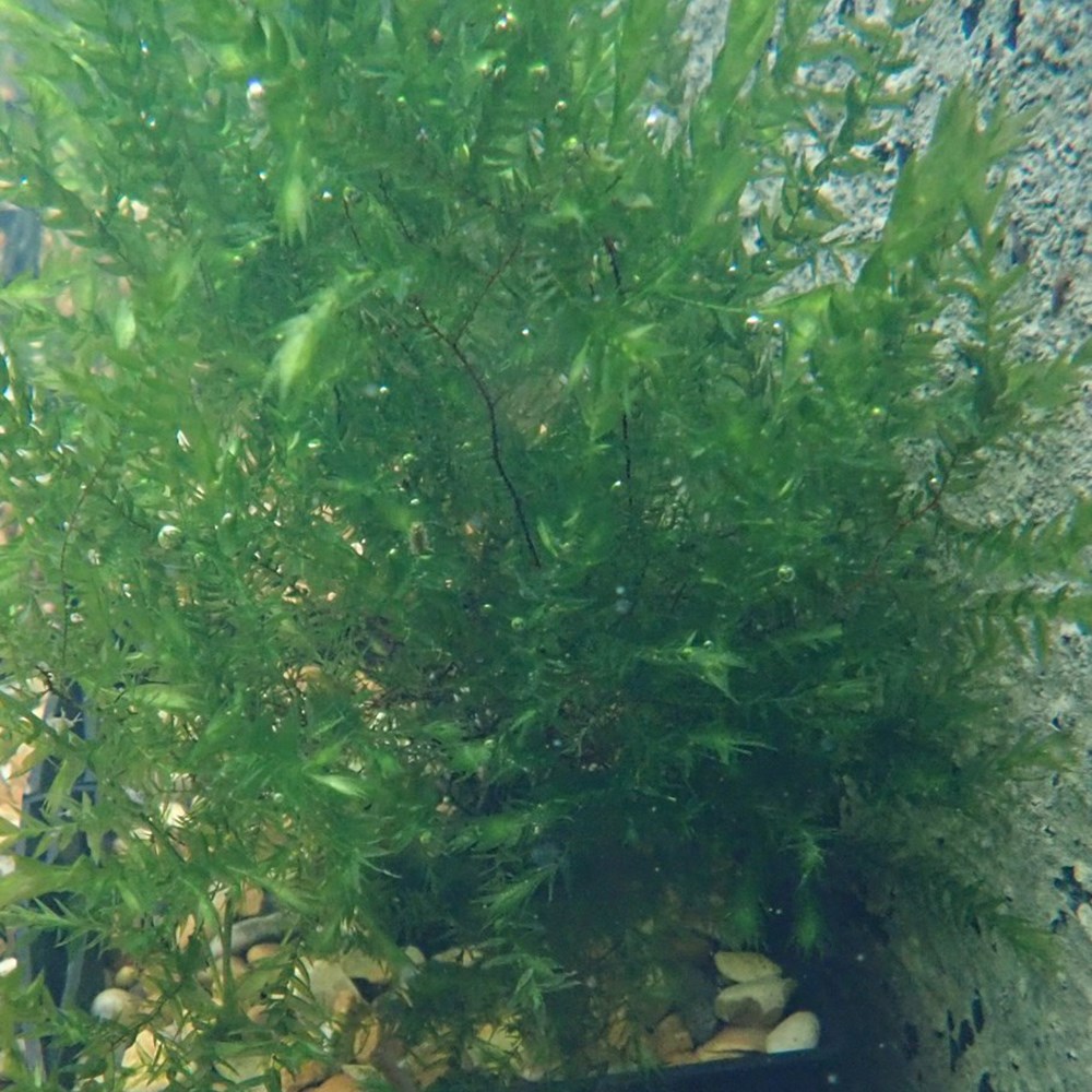 <i>Fontinalis antipyretica</i> 