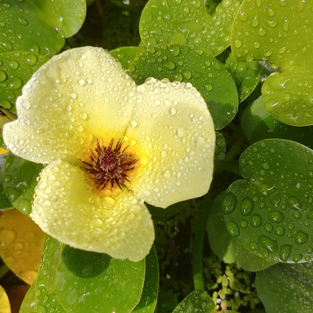 <i>Hydrocleys nymphoides</i> 