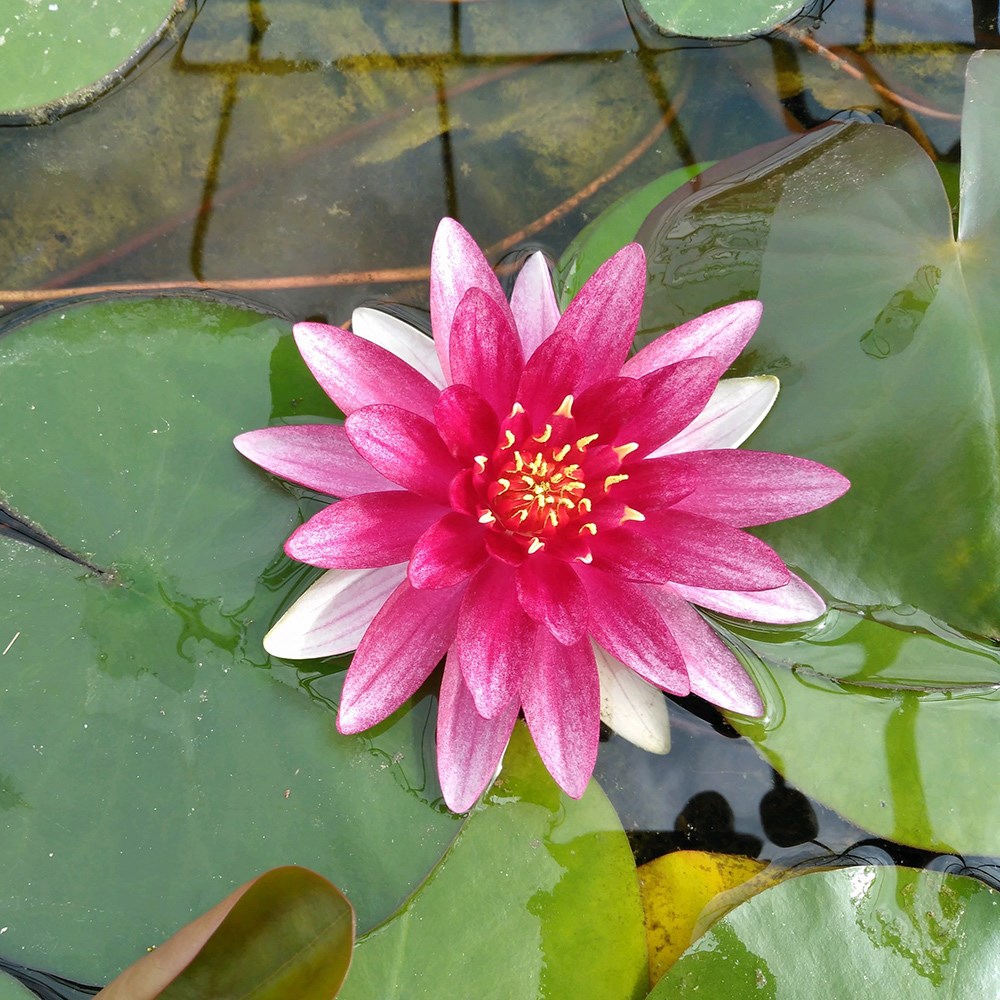 <i>Nymphaea alba</i> var. <i>rubra</i>