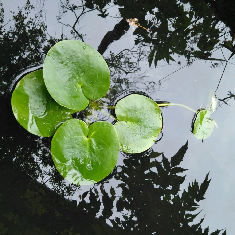 <i>Limnobium laevigatum</i> 