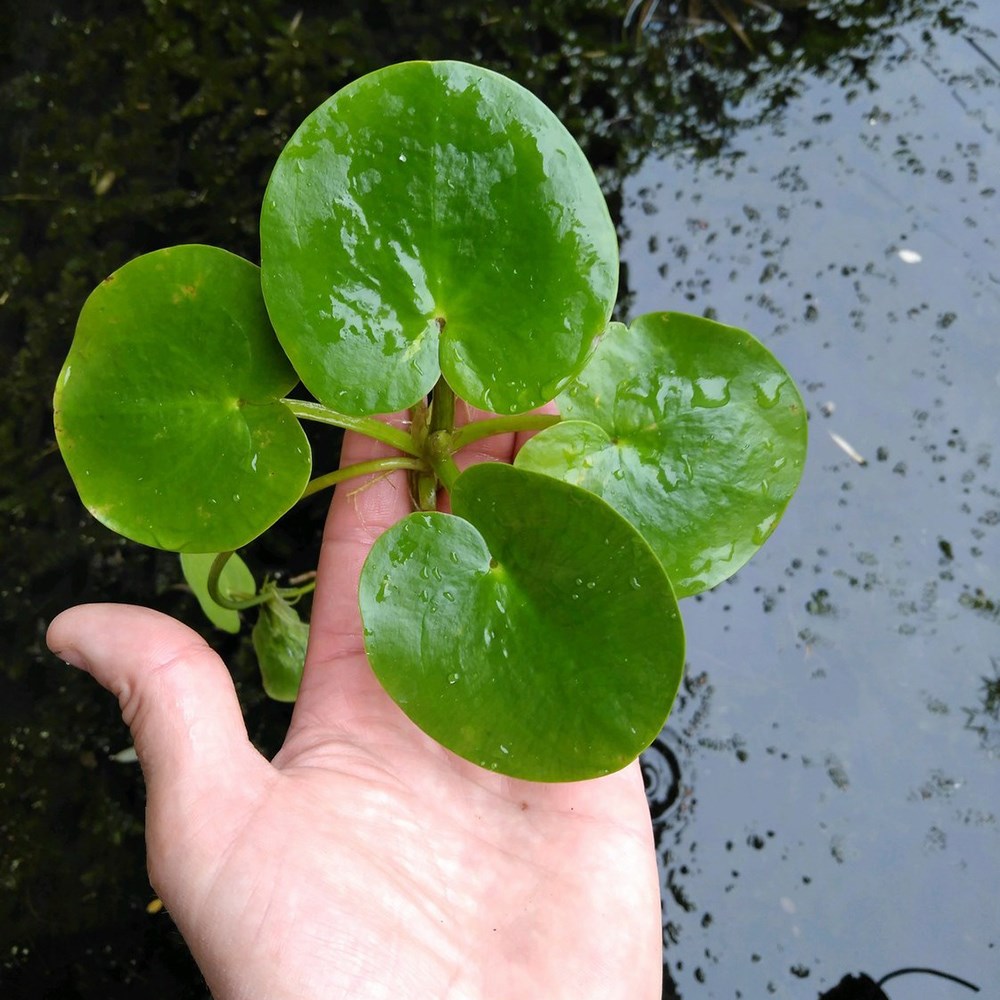 <i>Limnobium laevigatum</i> 
