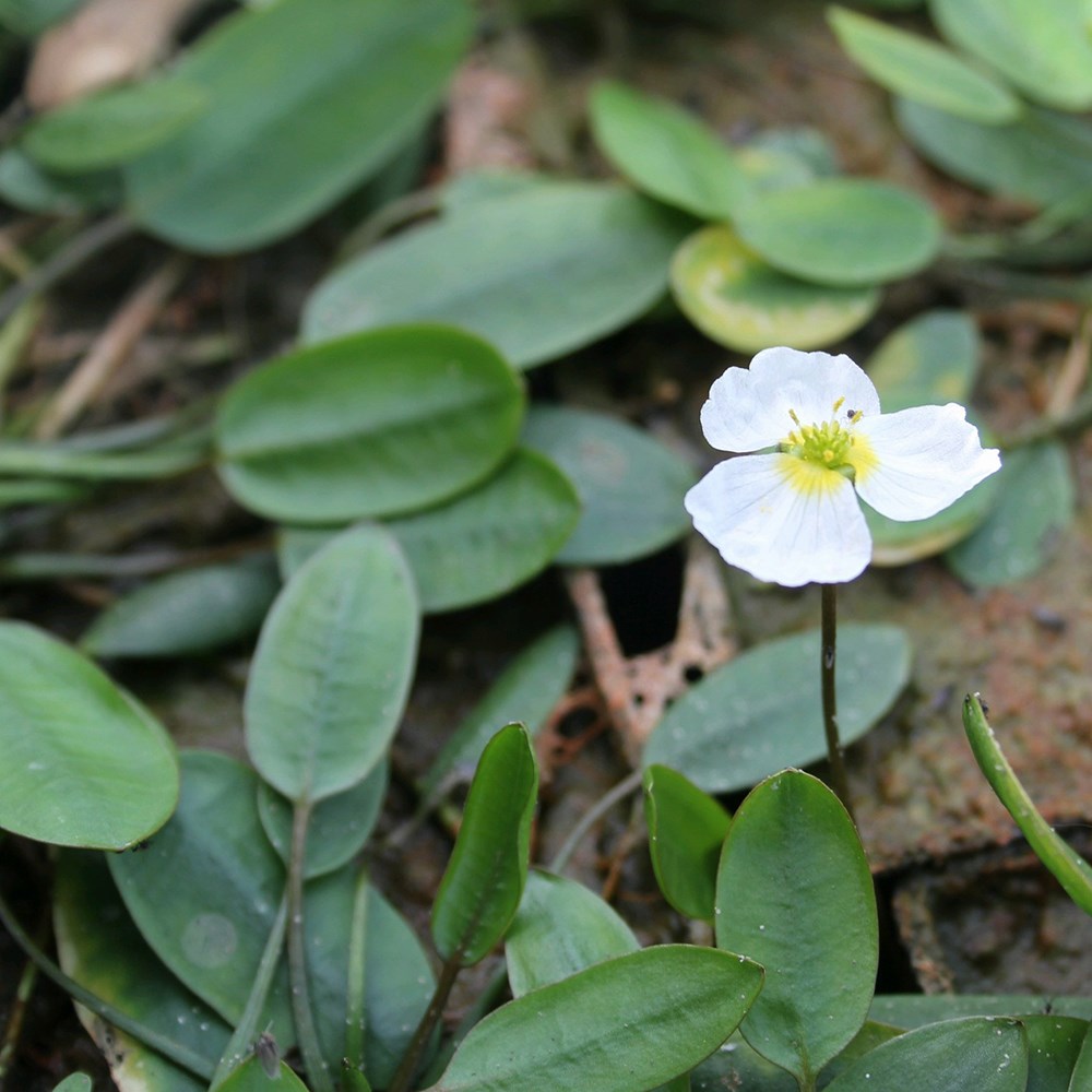 <i>Luronium natans</i> 