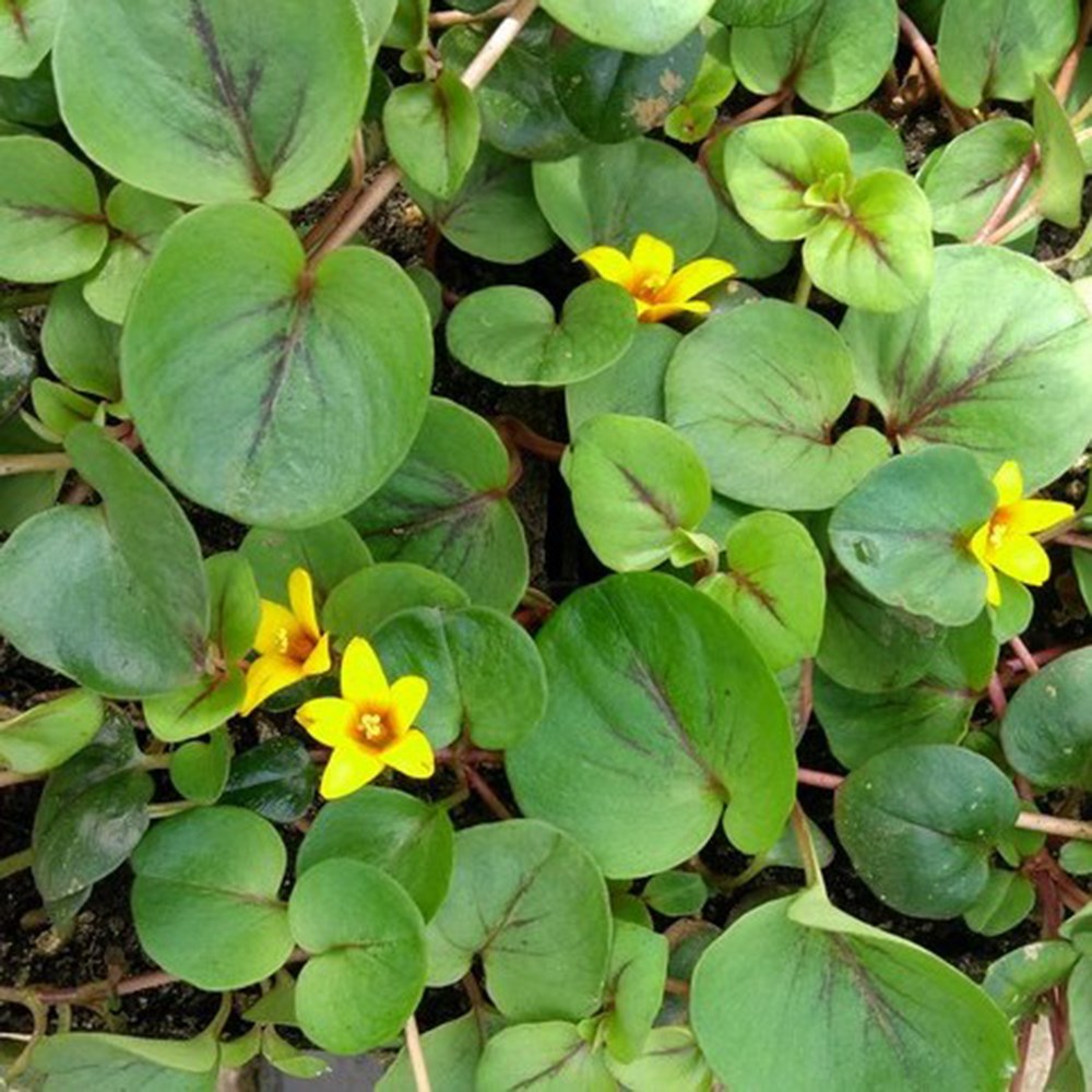 <i>Lysimachia christinae</i> 'Sunburst'