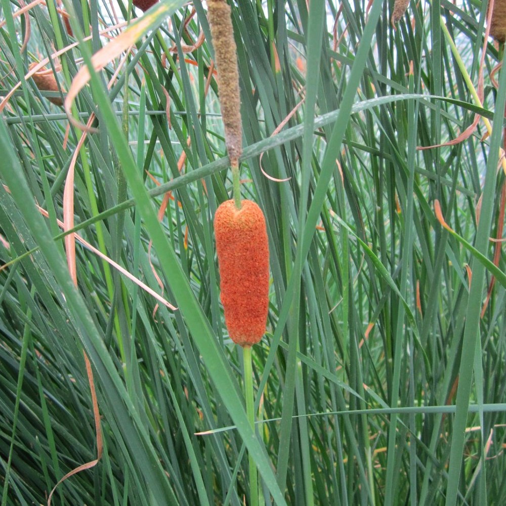 <i>Typha gracilis</i> 