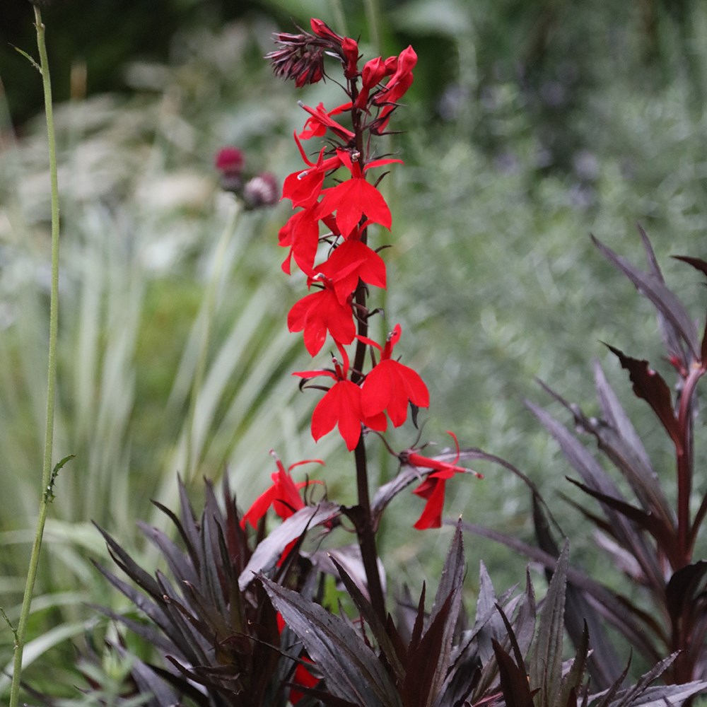 <i>Lobelia cardinalis</i> 'Queen Victoria'