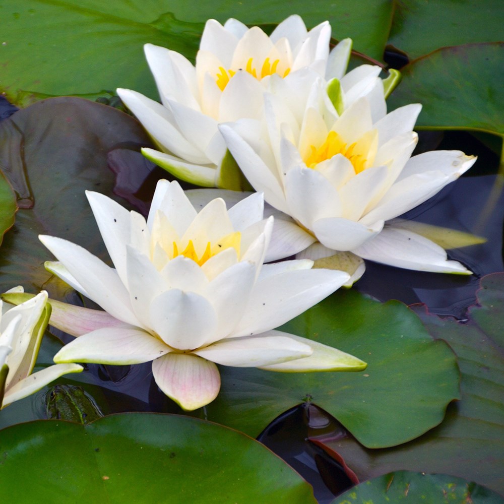 <i>Nymphaea</i> 'Caroliniana Nivea'