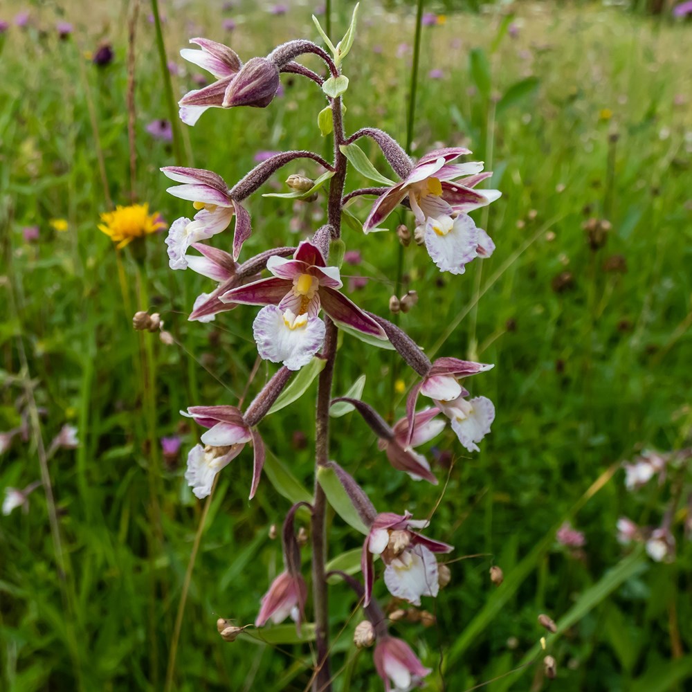 <i>Epipactis palustris</i> 