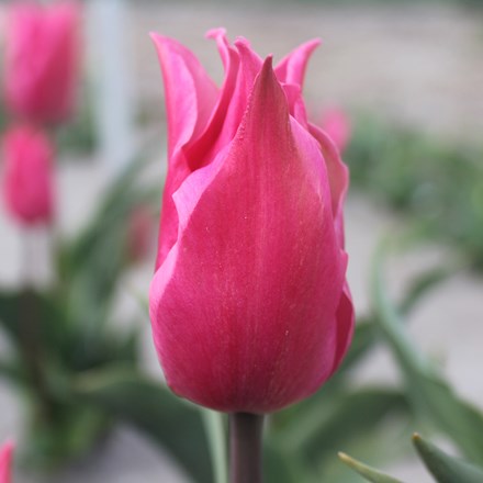 Tulipa Pretty Love