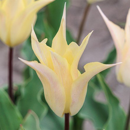 Tulipa Johan Cruyff