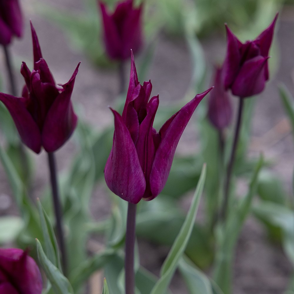 <i>Tulipa</i> 'Purple Heart'