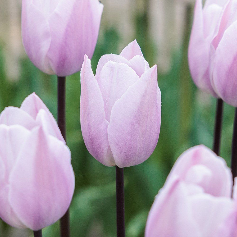 <i>Tulipa</i> 'Silver Cloud'