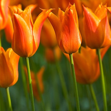 Tulipa Greetje Smit