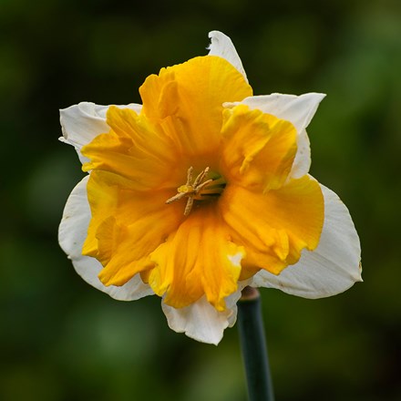 Narcissus Orangery