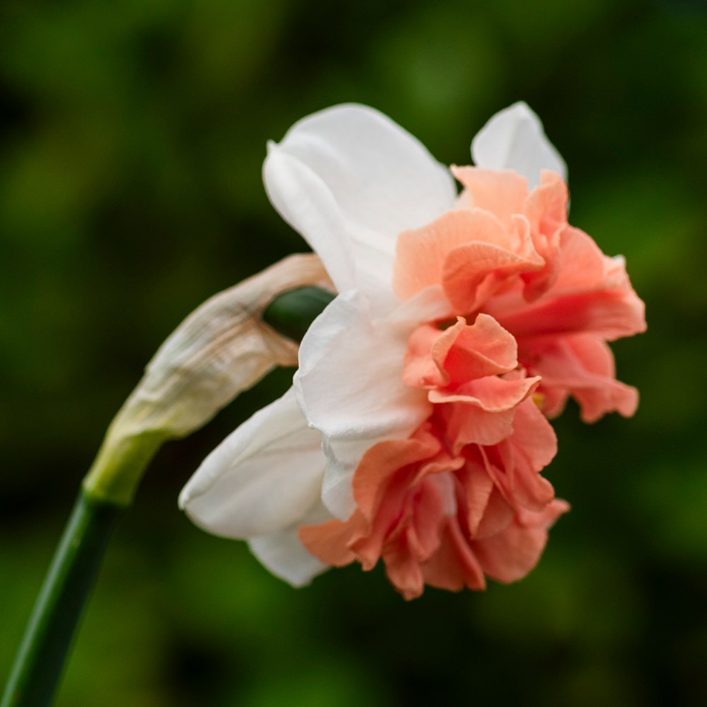 <i>Narcissus</i> 'Night Life'