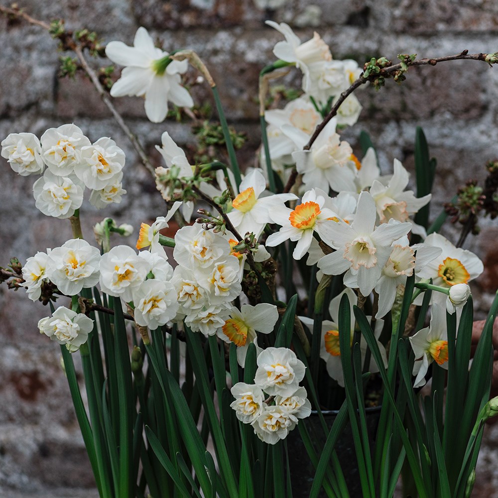 The dawn light daffodil collection