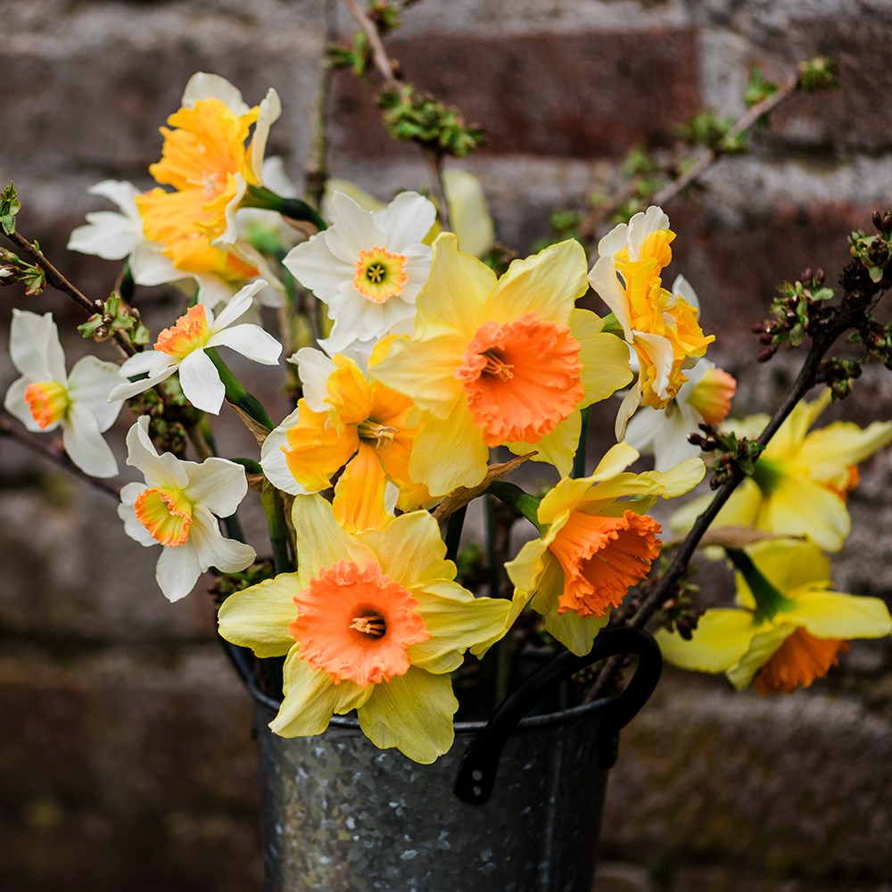 The bold & brilliant daffodil collection