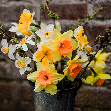 The bold & brilliant daffodil collection