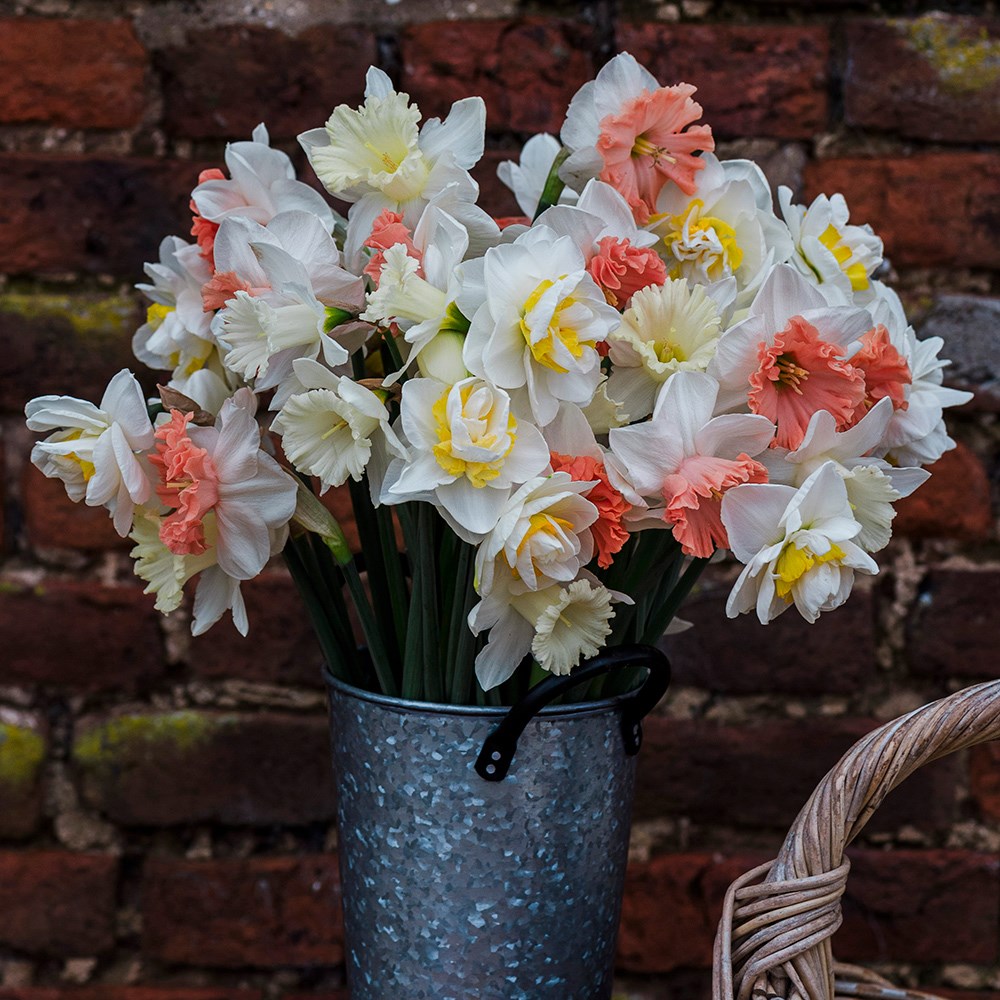 The ruffles daffodil collection