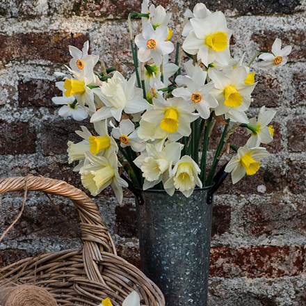 New beginnings daffodil collection