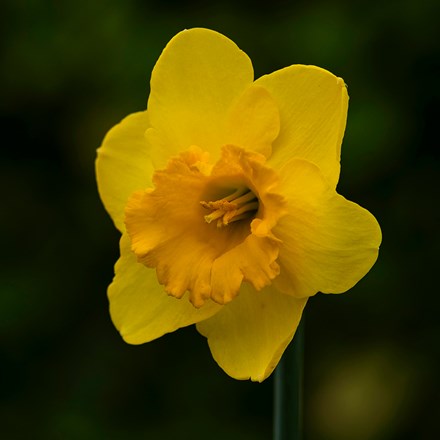 Narcissus Golden Aura