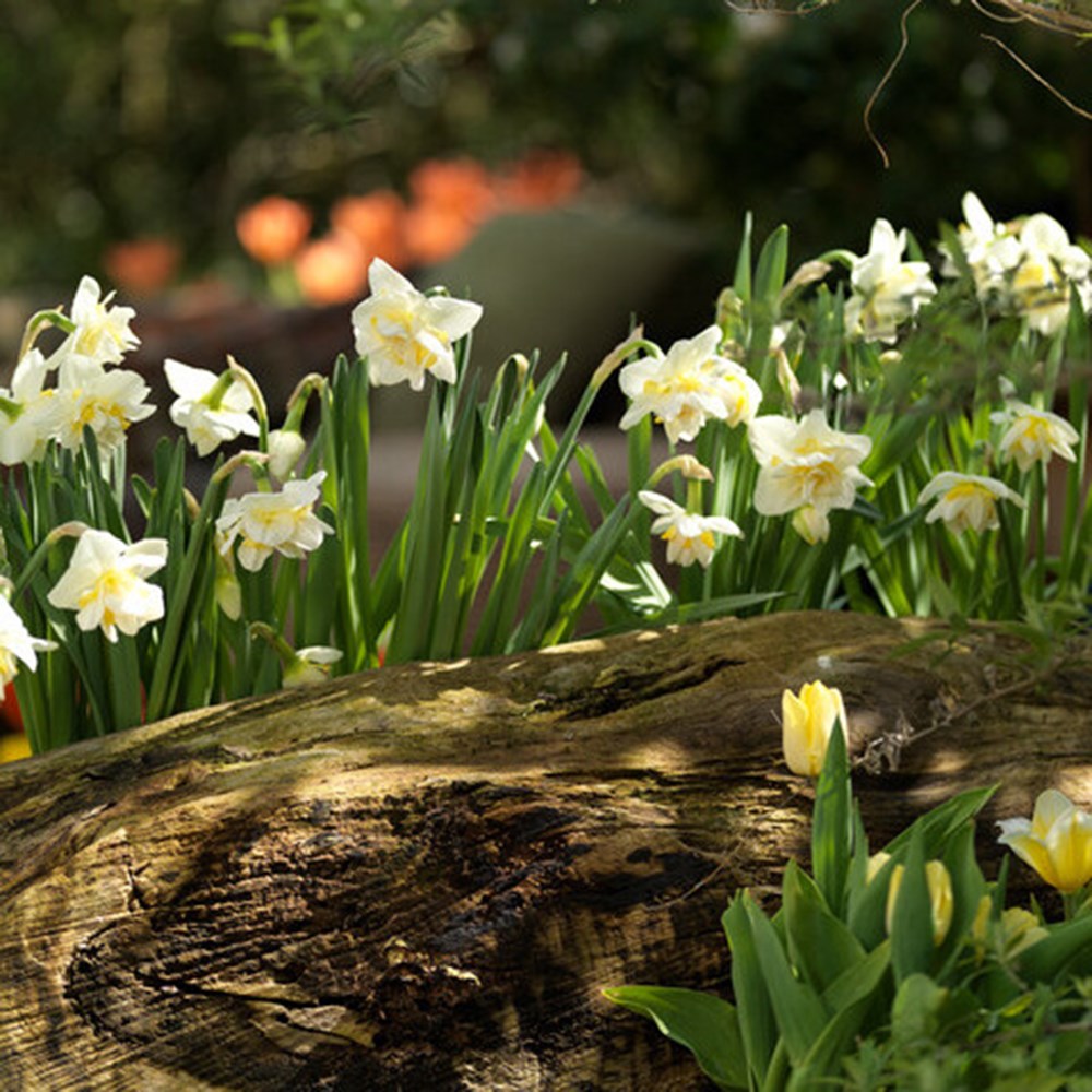 <i>Narcissus</i> 'White Lion'