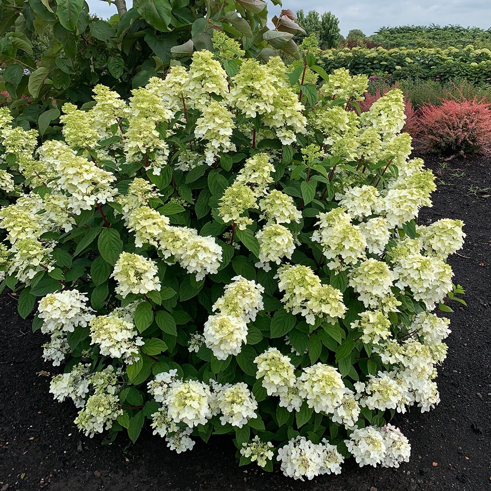 <i>Hydrangea paniculata</i> <b class=small-caps>Fire Light</b> ('Abetwo') (PBR)