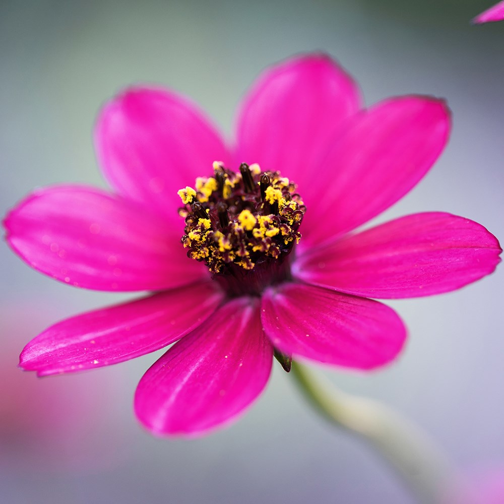 <i>Cosmos atrosanguineus</i> <b class=small-caps>Cherry Chocolate</b> ('Vg001') (PBR)