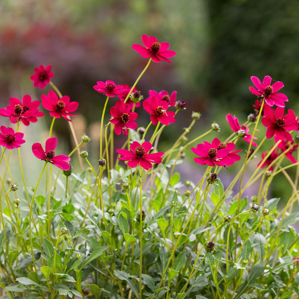 <i>Cosmos atrosanguineus</i> <b class=small-caps>Cherry Chocolate</b> ('Vg001') (PBR)