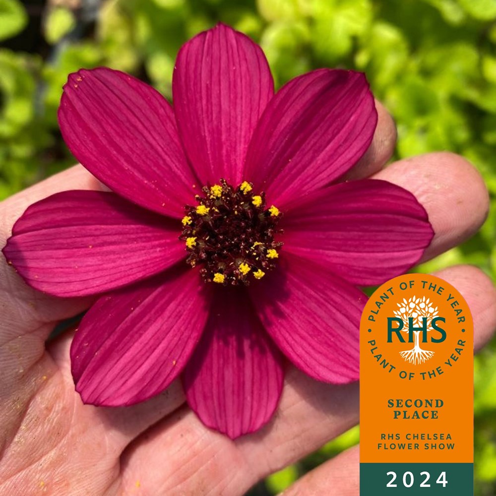 <i>Cosmos atrosanguineus</i> <b class=small-caps>Cherry Chocolate</b> ('Vg001') (PBR)