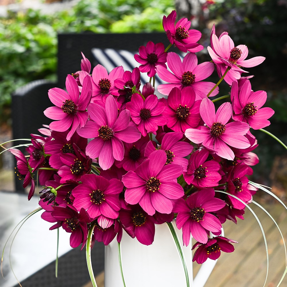 <i>Cosmos atrosanguineus</i> <b class=small-caps>Cherry Chocolate</b> ('Vg001') (PBR)