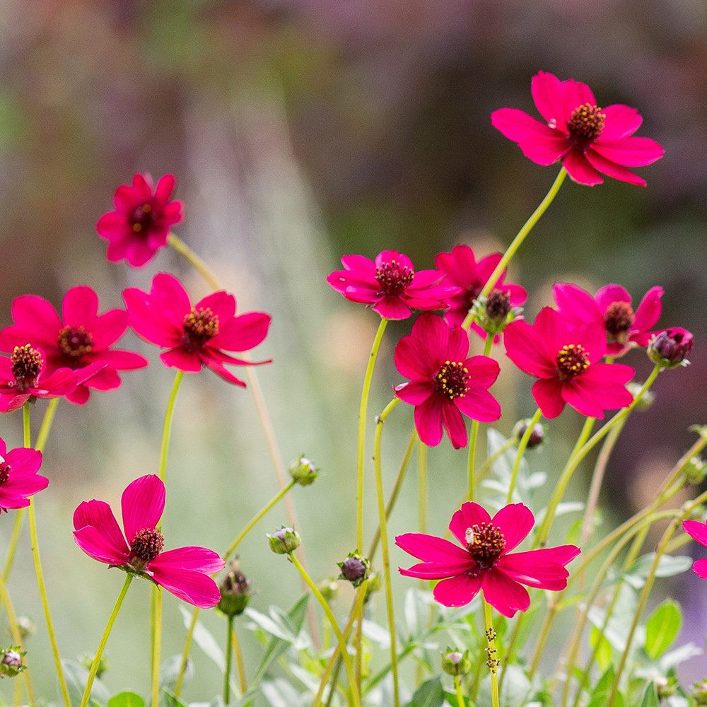 <i>Cosmos atrosanguineus</i> <b class=small-caps>Cherry Chocolate</b> ('Vg001') (PBR)