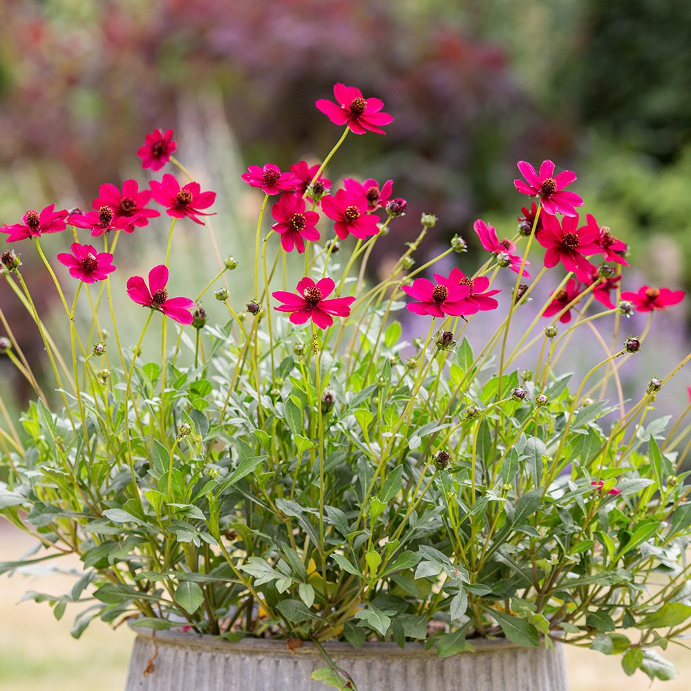 <i>Cosmos atrosanguineus</i> <b class=small-caps>Cherry Chocolate</b> ('Vg001') (PBR)
