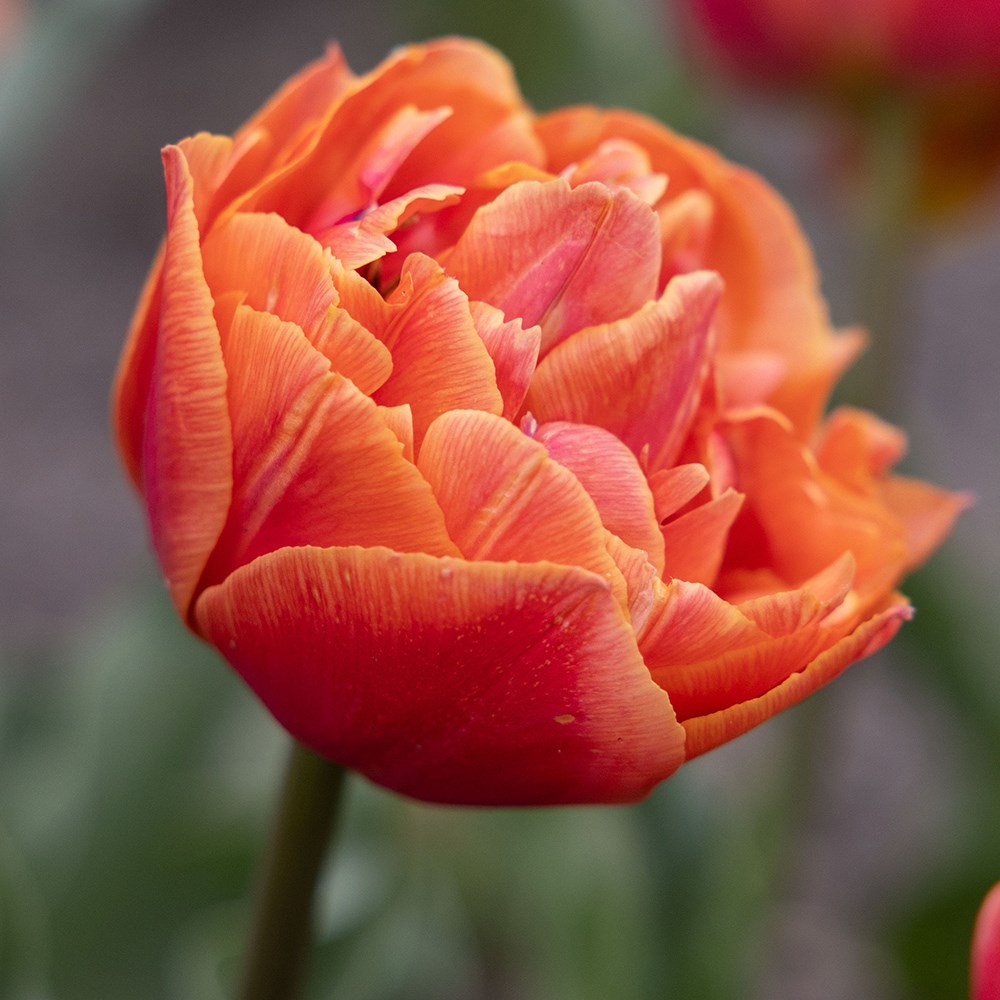 <i>Tulipa</i> 'Formule One'