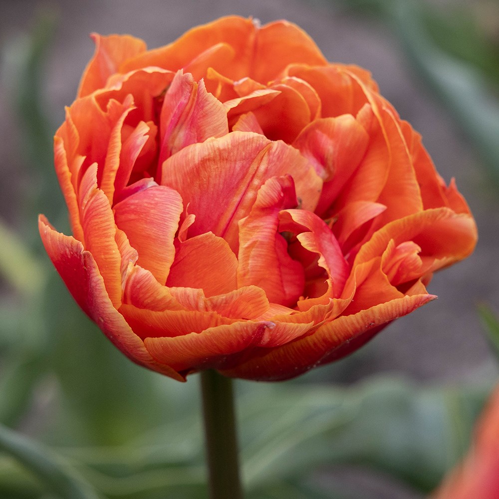 <i>Tulipa</i> 'Formule One'