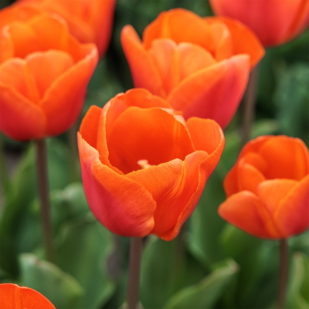 <i>Tulipa</i> 'Orange Sherpa' (PBR)