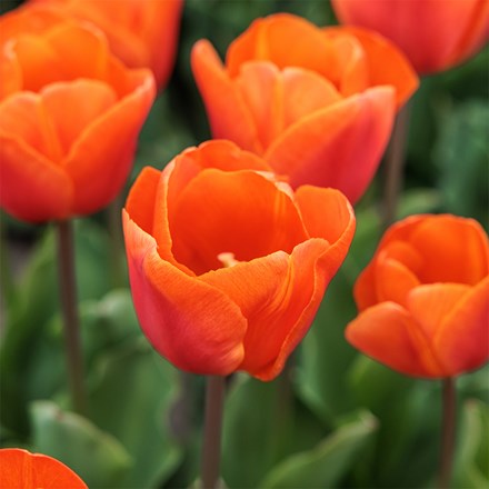 Tulipa Orange Sherpa (PBR)