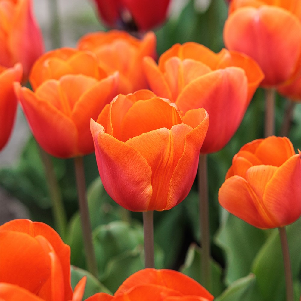 <i>Tulipa</i> 'Orange Sherpa' (PBR)