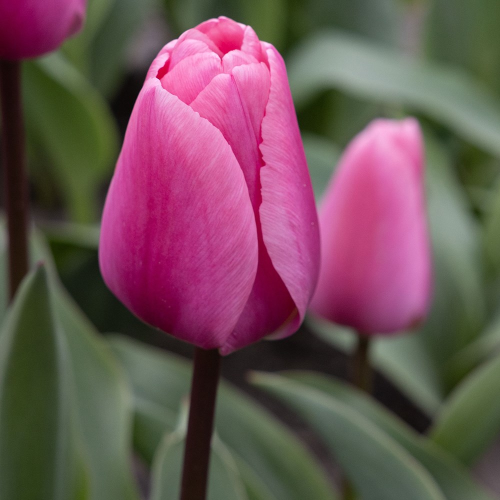 <i>Tulipa</i> 'Big Love'