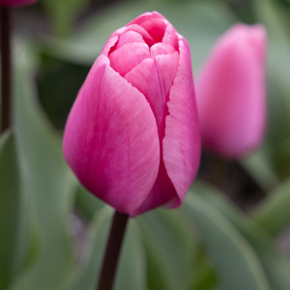 <i>Tulipa</i> 'Big Love'