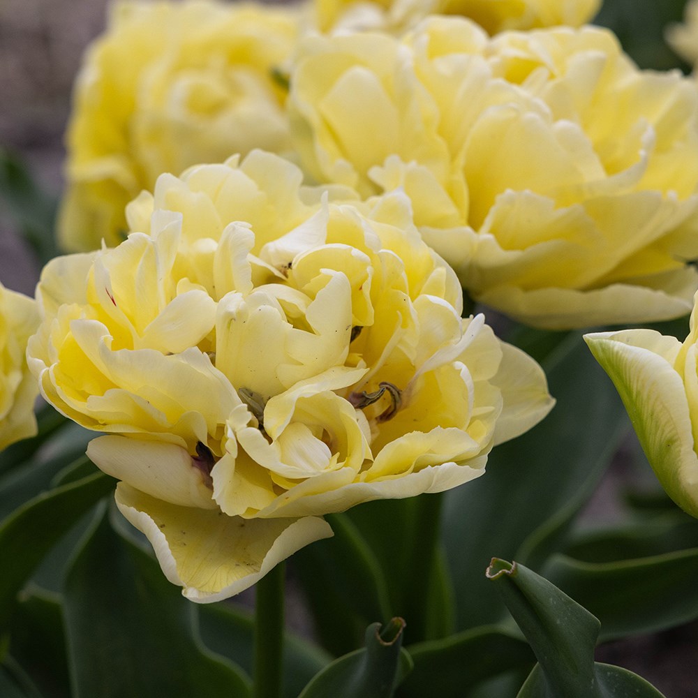 <i>Tulipa</i> 'Avant Garde' (PBR)