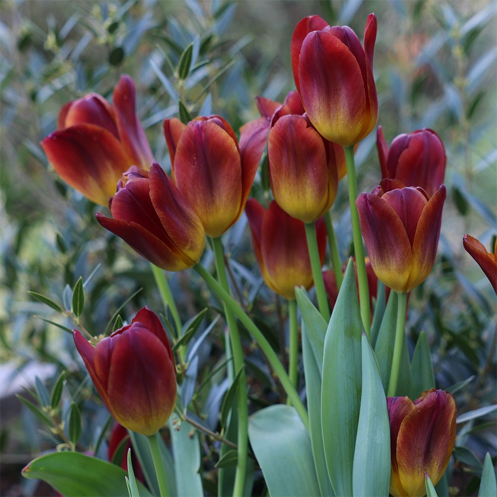 <i>Tulipa</i> 'Amber Glow'