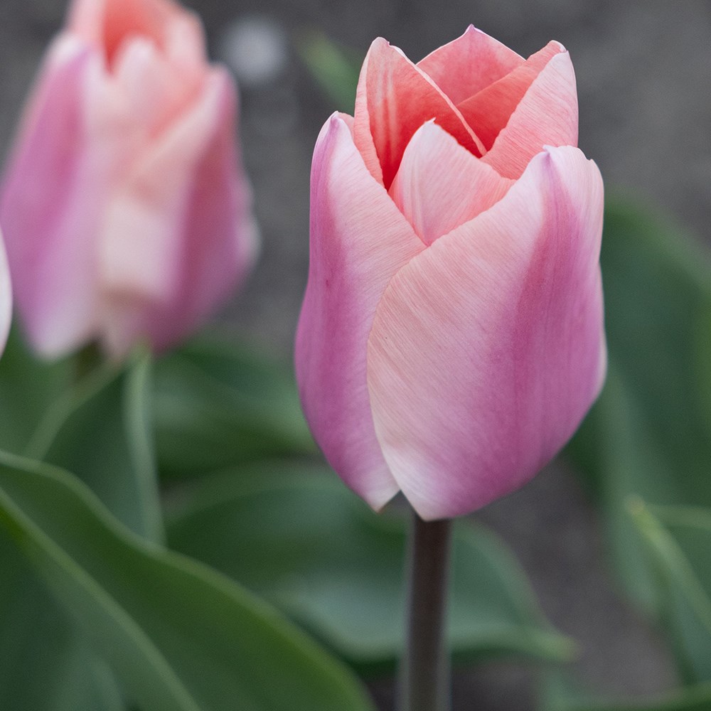 <i>Tulipa</i> 'Apricona'