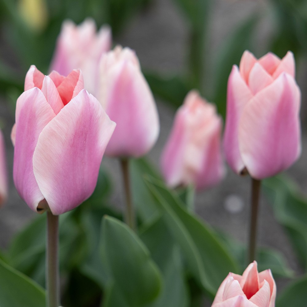 <i>Tulipa</i> 'Apricona'